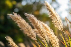 Golden pampas grass swaying in soft sunlight. photo