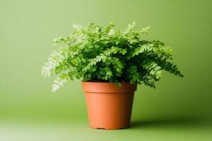 Green potted plant against a solid background. photo