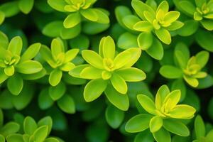 Close-up of vibrant green succulent plants. photo