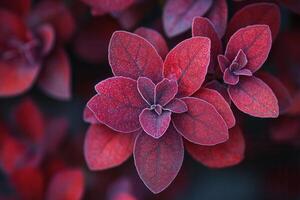 Close-up of vibrant red leaves with intricate textures. photo