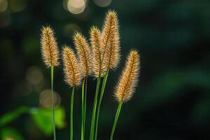 Cluster of golden grasses against a dark background. photo