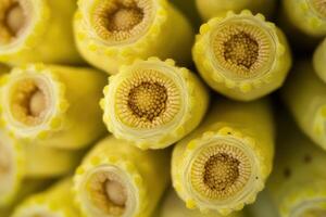 Close-up of yellow plant structures with intricate details. photo
