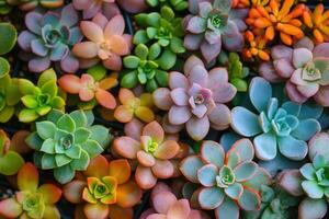 Colorful arrangement of various succulent plants. photo