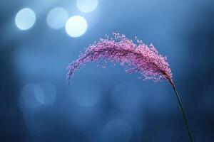 Delicate pink flower against a soft blue background. photo