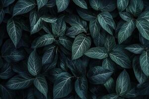 Dark green leaves arranged in a natural pattern. photo