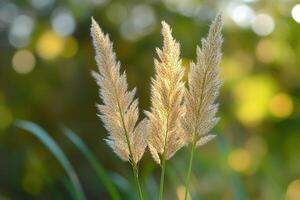 Elegant grass plumes against a soft, blurred background. photo