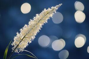 Elegant white flower against a blurred blue background. photo