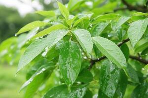 Fresh green leaves with raindrops glistening. photo