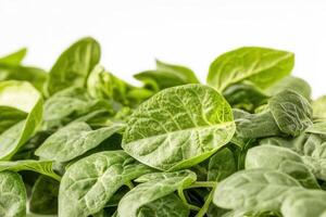 Fresh green spinach leaves arranged closely together. photo