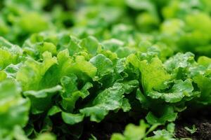 Fresh green lettuce growing in a garden. photo