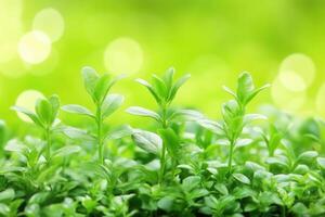 Fresh green seedlings growing in a vibrant environment. photo