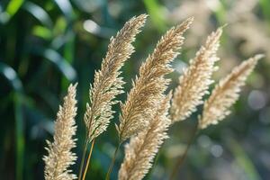 Golden grass plumes swaying in natural sunlight. photo