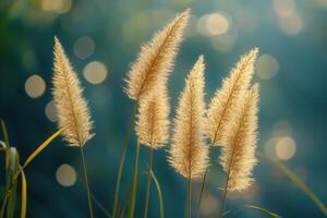 Golden grass swaying in soft light, creating a serene scene. photo