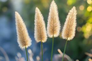 Golden grass plumes swaying in soft sunlight. photo