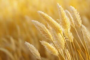 Golden grasses swaying in a serene, sunlit field. photo