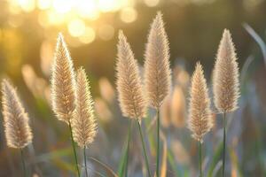 Golden grasses illuminated by soft sunlight. photo