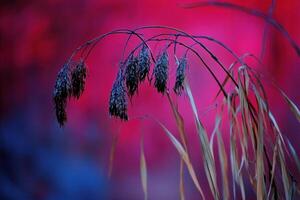 Delicate plant silhouettes against a vibrant background. photo