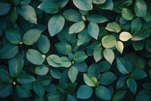 Dense arrangement of green leaves in natural setting. photo