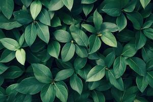 Dense arrangement of green leaves in natural setting. photo