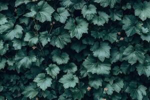 Dense green foliage with textured leaves and subtle flowers. photo