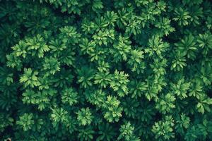 Dense green foliage from a top-down perspective. photo