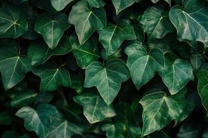 Dense green ivy leaves creating a lush background. photo