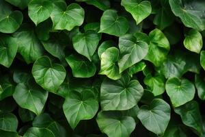 Dense green ivy leaves creating a lush natural backdrop. photo