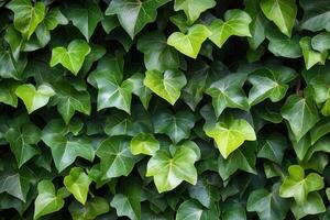 Dense green ivy leaves creating a natural backdrop. photo