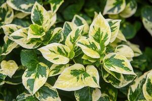 Green and cream variegated leaves in close-up view. photo