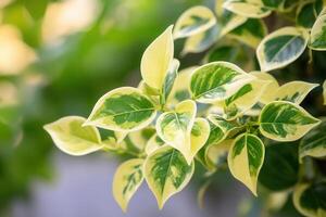 Green and yellow variegated leaves in natural light. photo