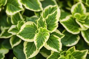 Green and white variegated leaves in natural setting. photo