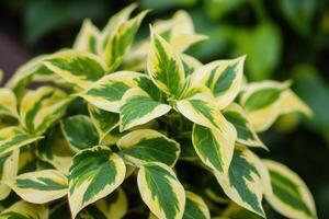 Green and yellow variegated plant leaves close-up. photo