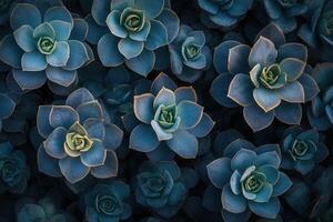 Close-up of vibrant succulent plants in various shapes. photo