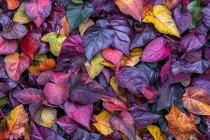 Colorful autumn leaves in various shades and textures. photo
