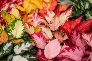 Colorful foliage with various leaf patterns and colors. photo