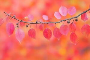 Colorful autumn leaves on a branch with a blurred background. photo