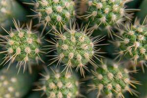 Close-up view of spiky green cactus plants. photo