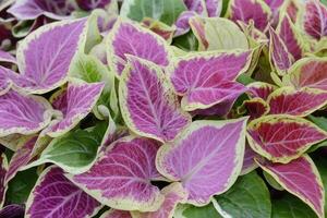 Colorful leaves of a tropical plant display vibrant patterns. photo