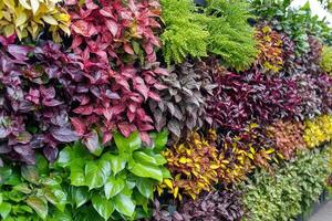 Colorful vertical garden with various plant species. photo