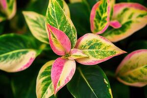 Colorful leaves with pink and green patterns. photo