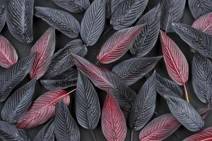 Dark and vibrant leaves arranged artistically. photo