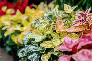 vistoso tropical plantas en vibrante mostrar. foto