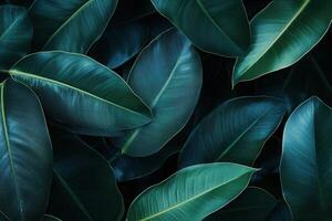 Dark green leaves with rich textures and shadows. photo