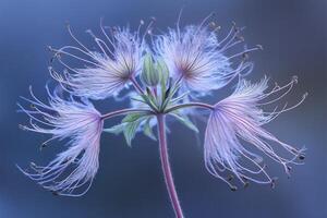 Delicate flower with ethereal, wispy petals. photo