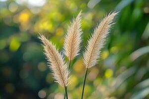 Delicate grass plumes against a blurred green background. photo