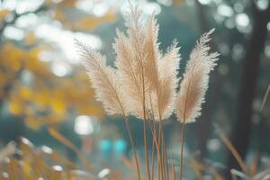 Delicate pampas grass swaying in soft autumn light. photo
