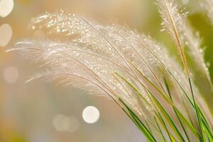 Delicate grass with dew against a soft background. photo