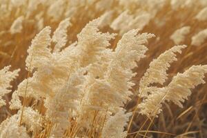 Golden grass swaying in a sunlit field. photo