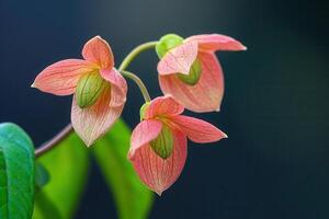 Delicate pink flowers with green accents on a dark background. photo