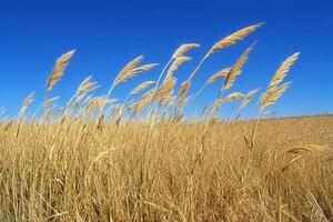 Golden grasses swaying under a clear blue sky. photo